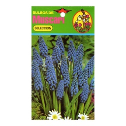 Bulbos de Muscari Parque Polybag