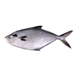 Palometa 1kg