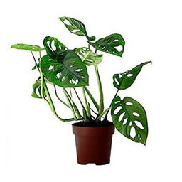 Planta Petit Sef 15 cm