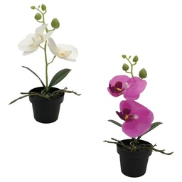 Flores en Maceta 2C D2 x 1 un
