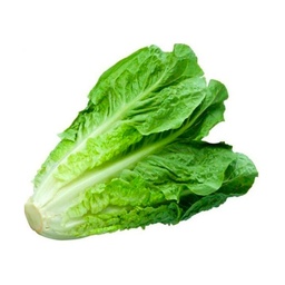 Lechuga Criolla Organica 1 kg.