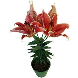 Lilium Perfumado Maceta 15 Cm.