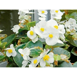 Begonia Eliatior m14