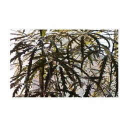 Aralia Elegantisima Irie m14